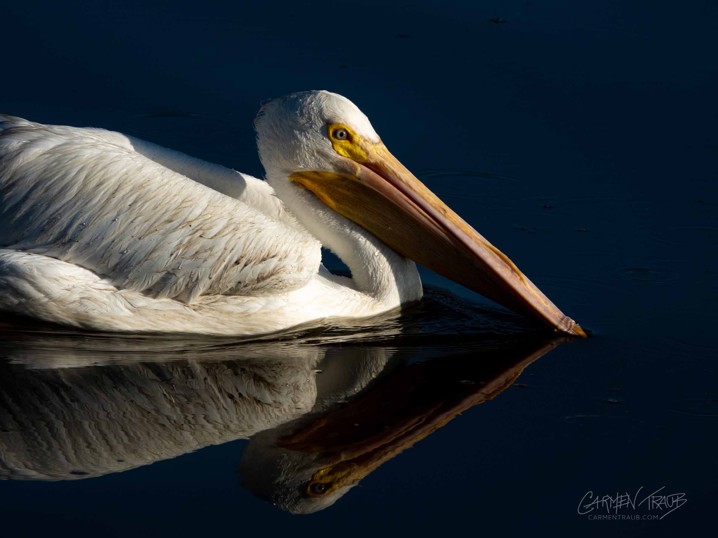 American White Pelican closeup floating on water, photo by Carmen Traub. 