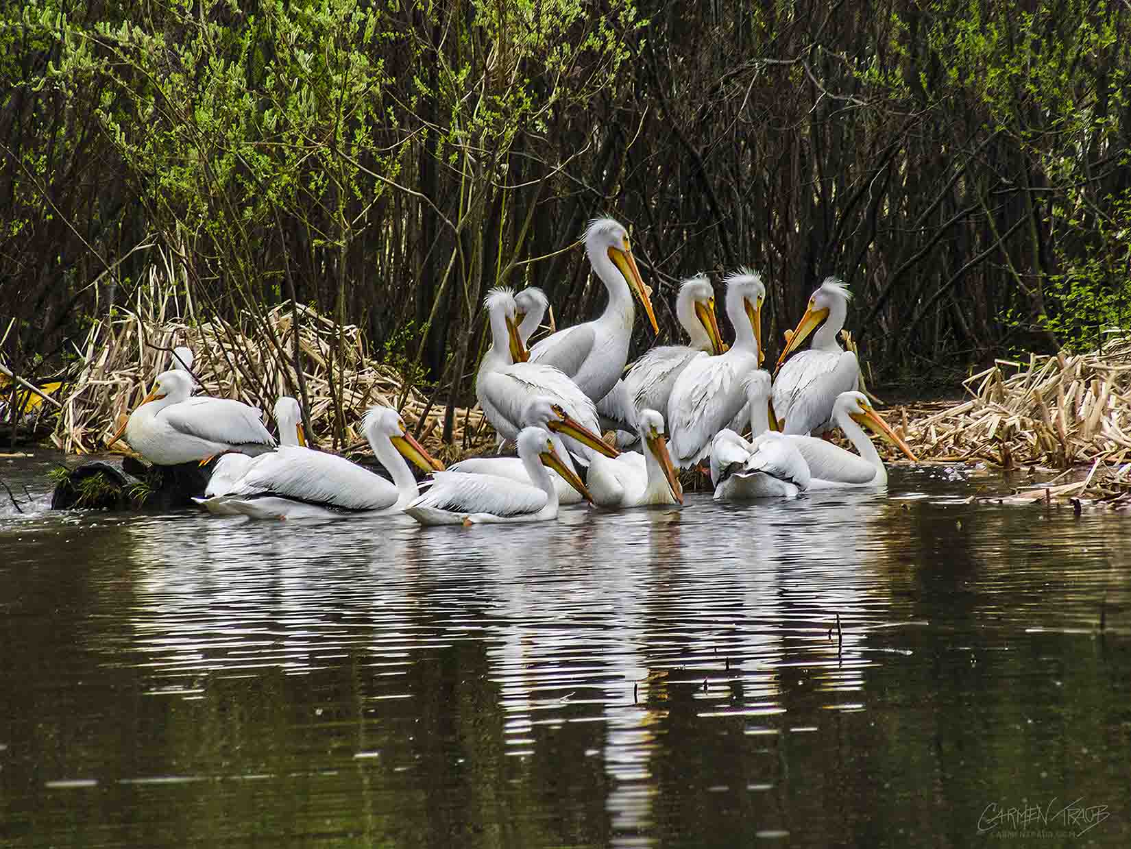 A group of American White Pelicans resting together. A group of White American pelicans with some of them on the grassy shore, and the rest are in the water. They are all huddled together.