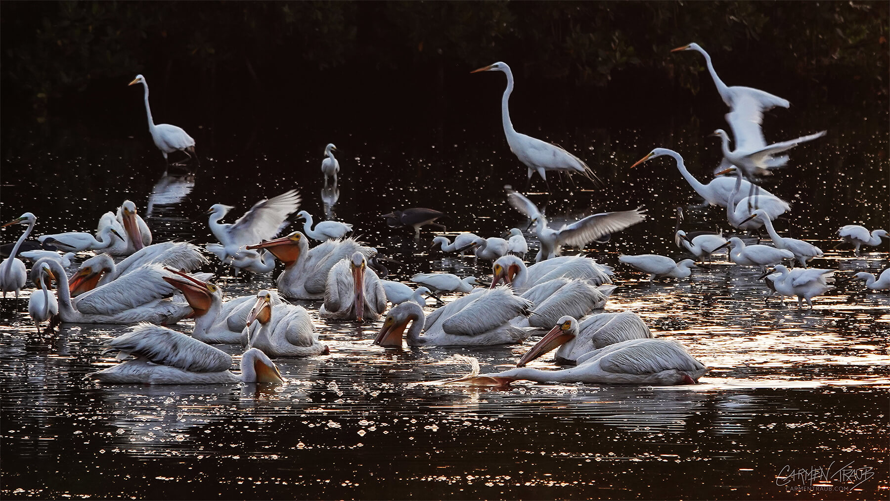 Group of pelicans & egrets A group of pelicans & egrets on a shallow lake.