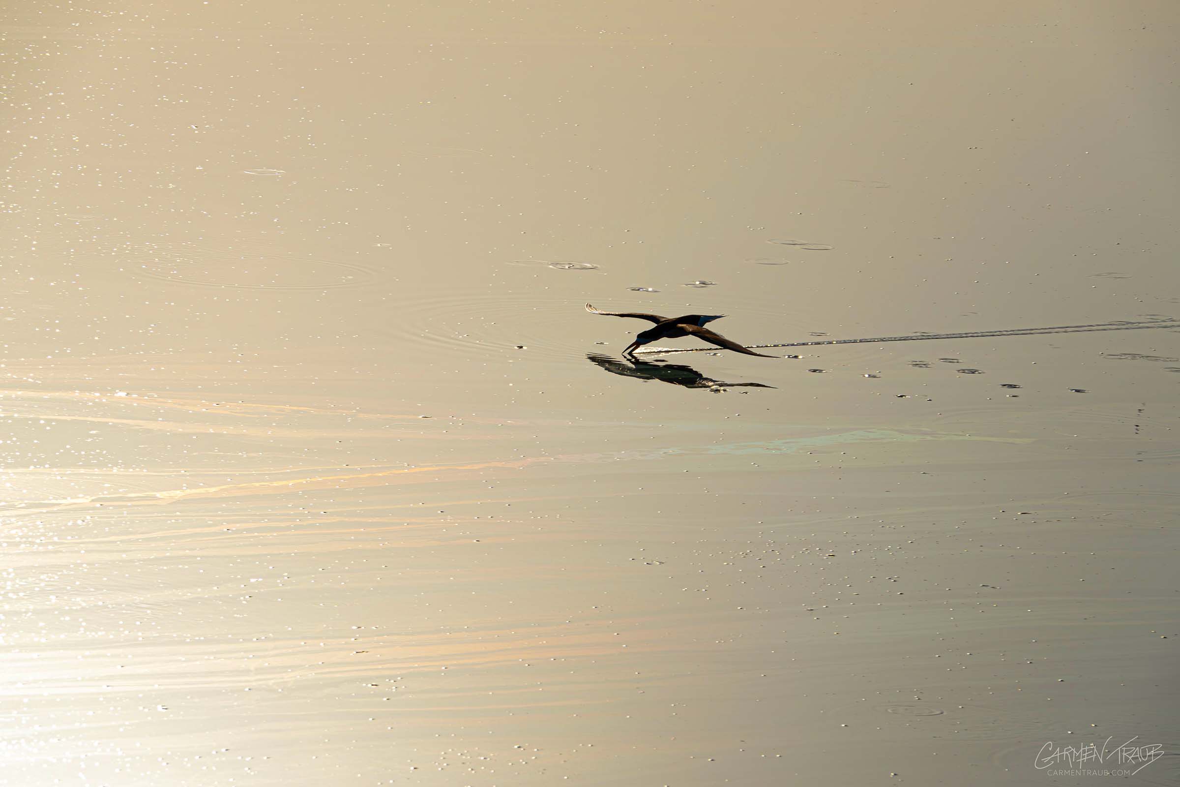 A Black Skimmer skimming on water that has a rainbow sheen on the surface. A Black Skimmer skimming on water that has a rainbow sheen on the surface.