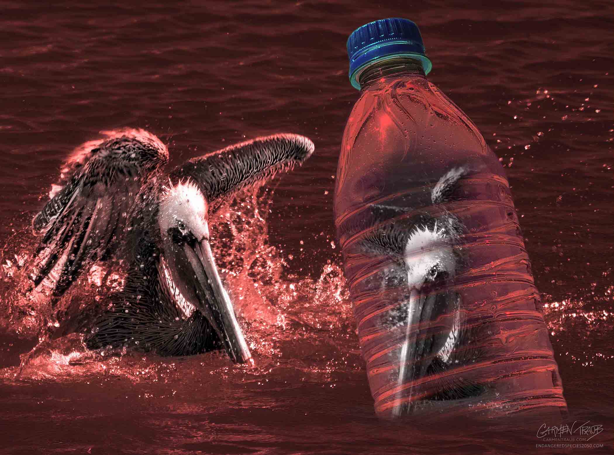 Pelican Sees Himself In Plastic Bottle A fantasy photo of a Pelican splashing in the water while looking at a floating water bottle with a blue lid. He sees himself trapped inside of the Plastic Bottle.