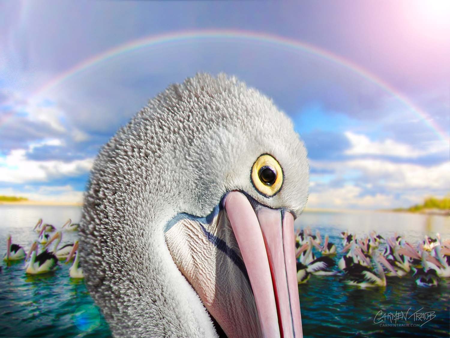 A pelican is in the forefront & A Rainbow and more pelicans are in the background. A photo by Carmen Traub