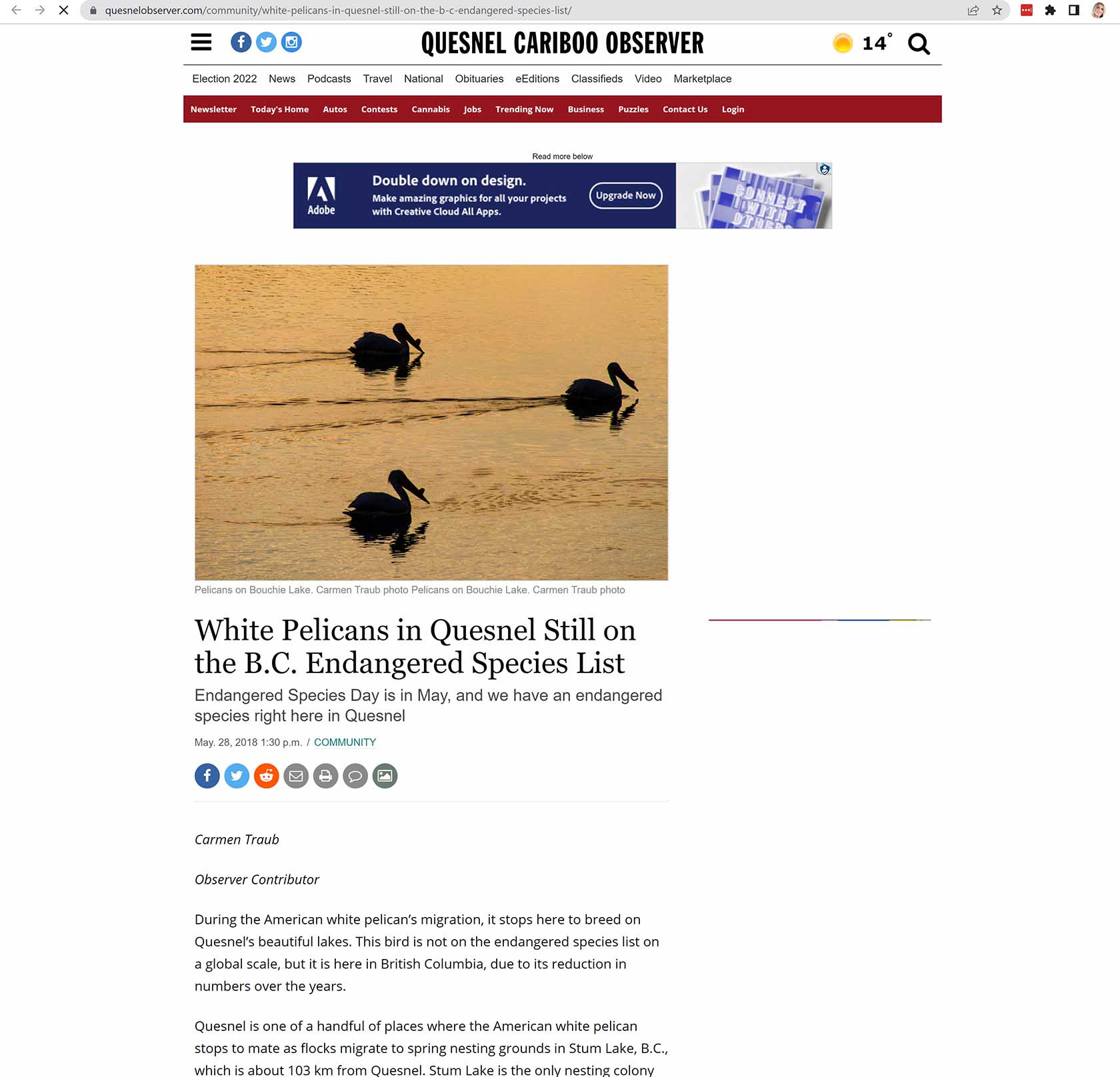 Quesnel Cariboo Observer article by Carmen Traub Partial image of an article written by Carmen Traub for the Quesnel Cariboo Observer about endangered White Pelicans in B.C. Canada