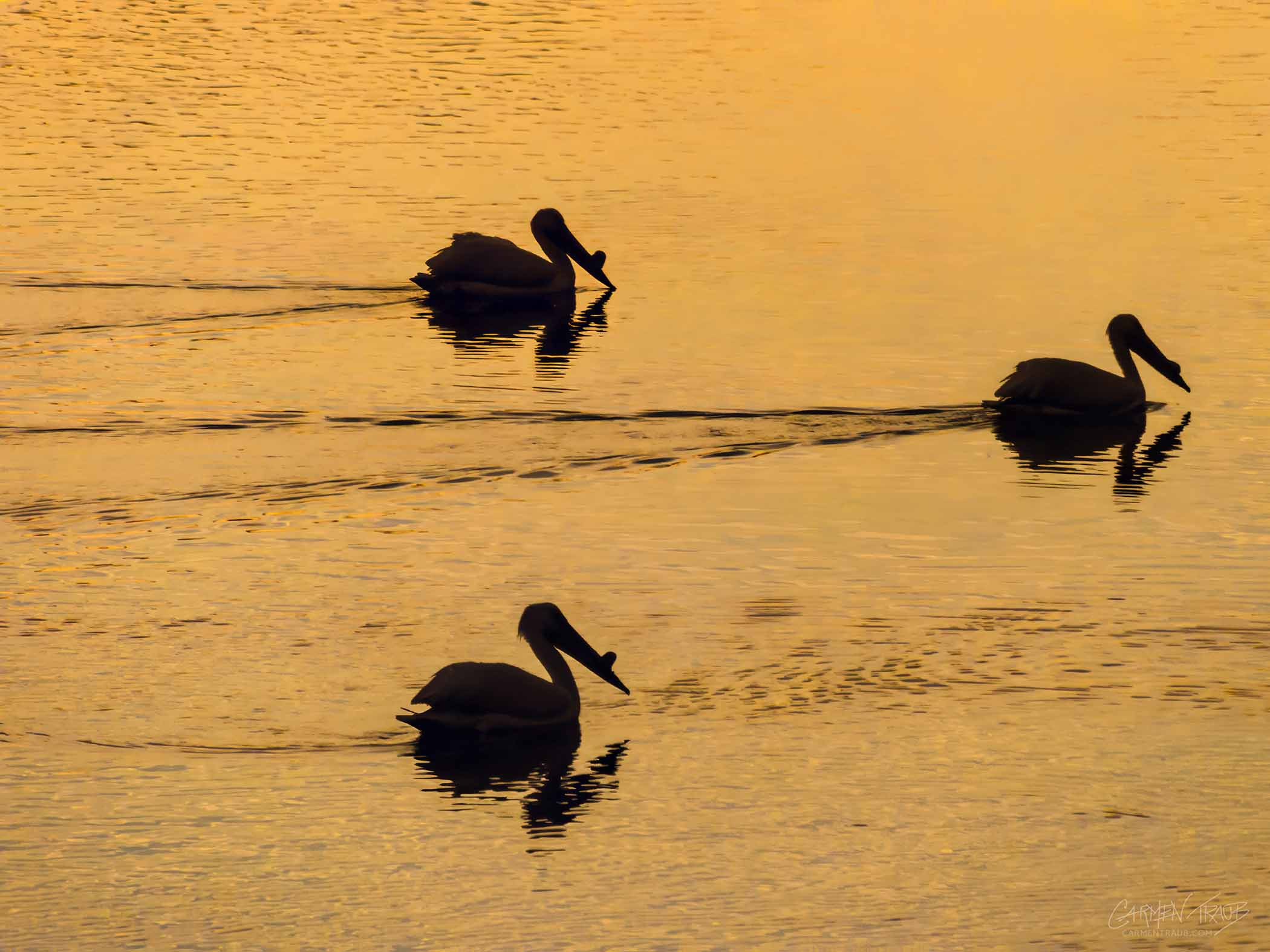 Three American Pelicans floating at surise. Three American Pelicans in black silhouettes floating on a lake during sunrise. The water is orange/gold.