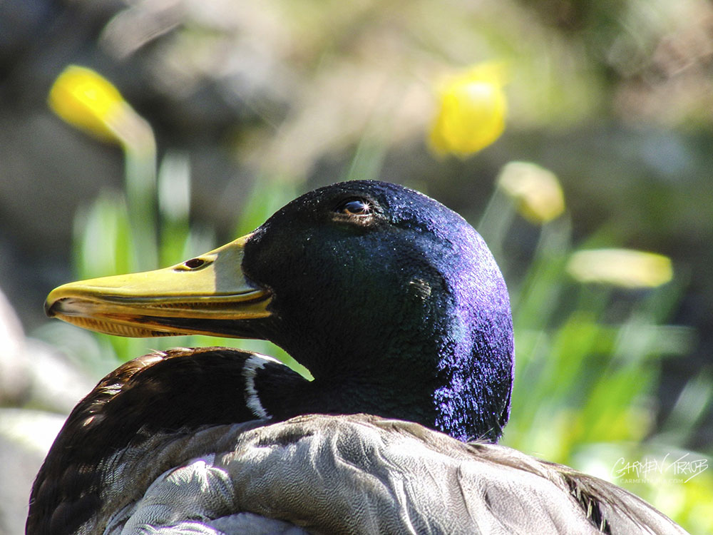 Stars In His Eyes - Drake Mallard duck A photo of a drake mallard duck, looking up towards the sky. There is a sparkle reflection from the sun in his eye.