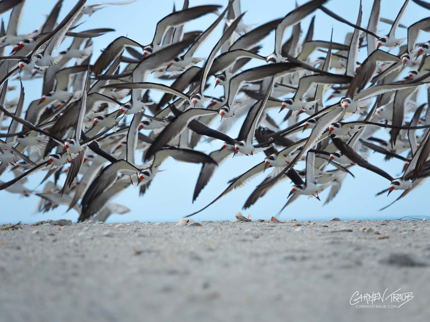 A photo of black Skimmers about to land on a beach, by Carmen Traub