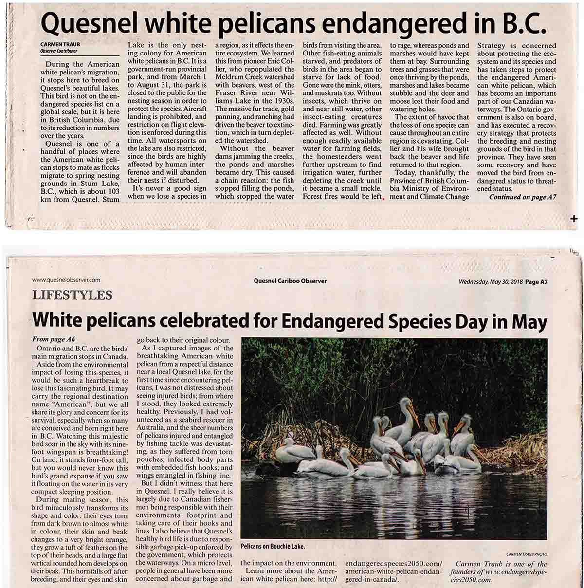 Quesnel-Cariboo Observer Newspaper article & photo by Carmen Traub Image of an article written by Carmen Traub for the Quesnel-Cariboo Observer about endangered White Pelicans in B.C. Canada