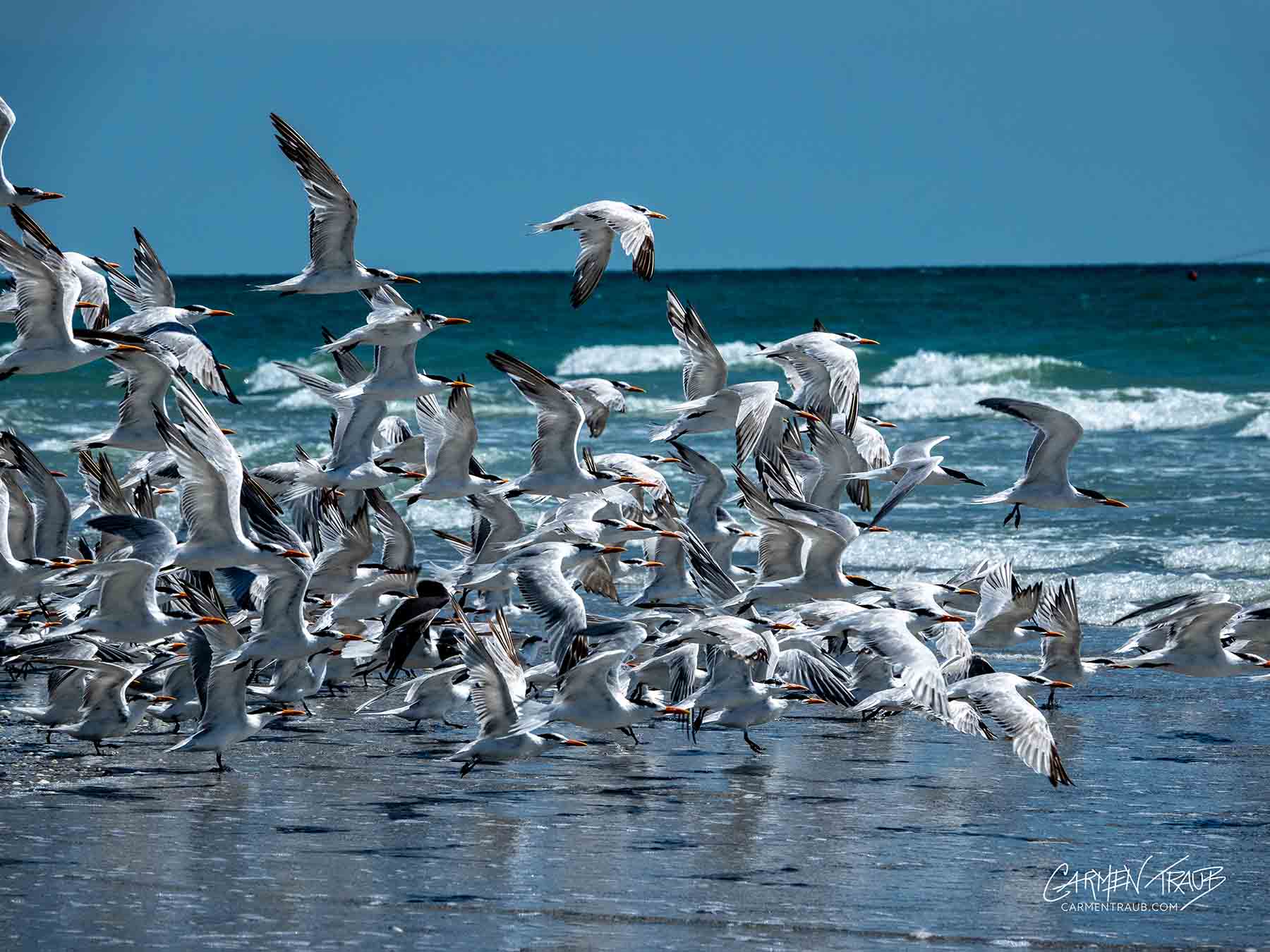 Image of royal terns and one gull take off on a seaside flight, by CarmenTraub